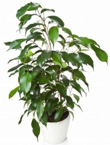 100 samen birkenfeige ficus - 100,