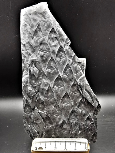 Lepidodendron aculeatum - ,