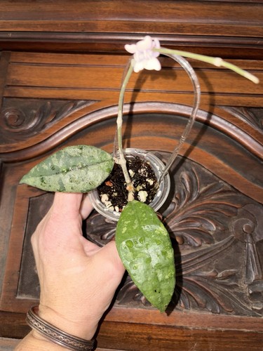 Hoya finlaysonii panggha - finlaysonii, ‘panggha’