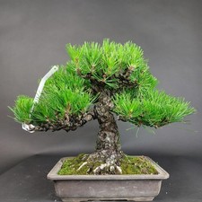 Bonsai schwarzkiefer pinus - bonsai, schwarzkiefer,