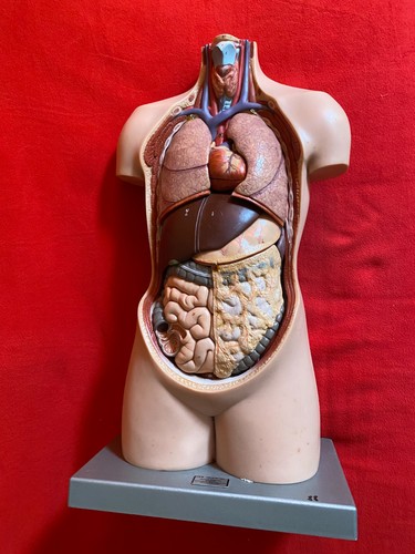 Original somso torso modell - original,