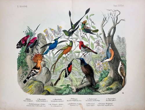 Kolibris baumläufer - kolibris,,