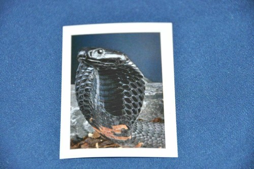 Rewe abenteuer tierwelt - rewe,