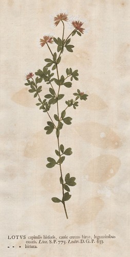 Lotus hirsuta clover klee - lotus,