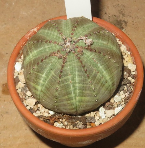 Euphorbia obesa ot40 t5 - euphorbia,