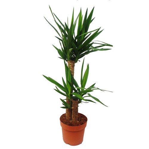 Exotenherz yucca palme - yucca,