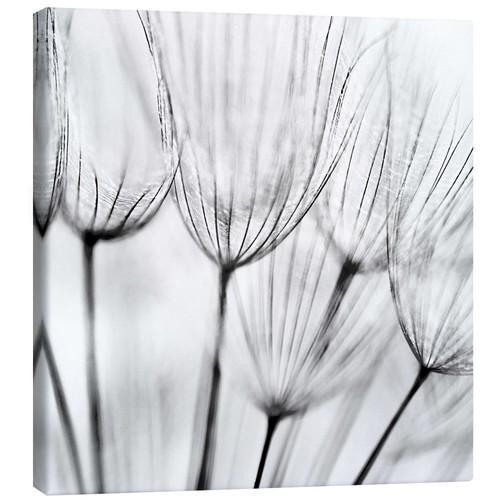 Leinwandbild pusteblumen - leinwandbild,