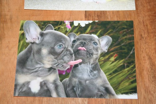 Hunde postkarte von - hunde,