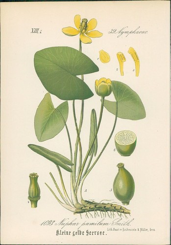 Chromolithographie kleine - :,
