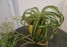 Grünlilie Bonnie 1 Ableger