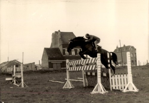 Foto pferdesport - foto,
