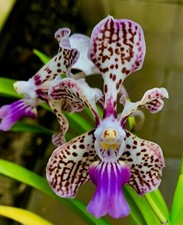 Vanda Species NEW Duft Orchidee Orchideen