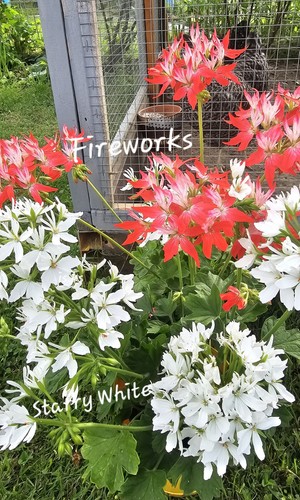 Pelargonie fireworks - pelargonie, 'fireworks'