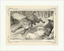 Luchs und Schneehase Lynx Lepus Timidus Beute Beckmann Jagd Welt der Tiere 04