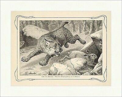 Luchs und schneehase lynx - und,