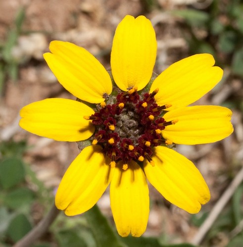Samen schokoladen blume - samen, schokoladen-blume