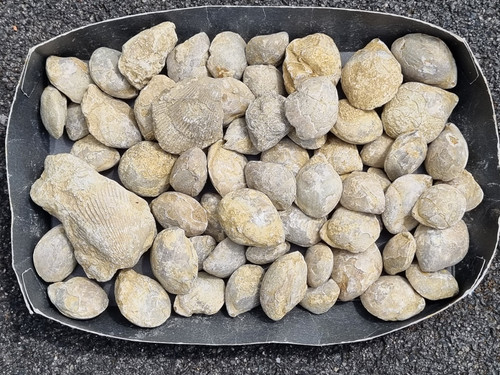 Konvolut fossilien muschelkalk - konvolut,