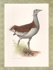 Offset-Druck 1962: Grosstrappe Otis tarda Linné Vögel