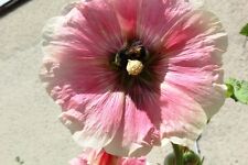 Stockrose Alcea 150 Samen