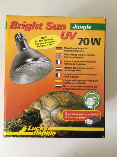 Lucky reptile bright sun - reptile,