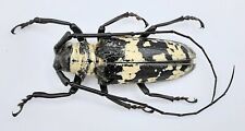Cerambycidae, Doesburgia celebiana, male, A1, 43 mm, #CB419