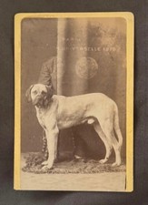 Foto Cdv Hund Mastiff
