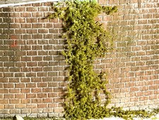 H0 & TT Modellbahn Ranken Sommergrün für Faller Vollmer Kibri Diorama VIDEO 1:87