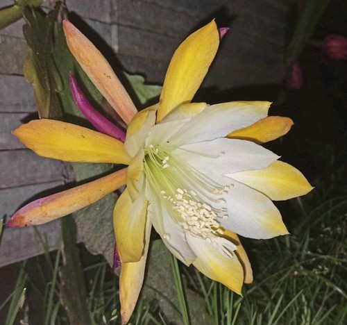 Epiphyllum hybriden kakteen - epiphyllum,