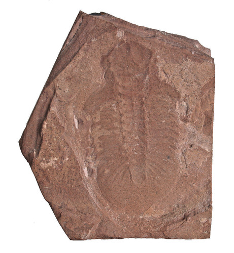 Kambrium xystridura sp - ,