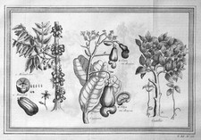 Cashew Cashewbaum Gurkenbaum bilimbi Kupferstich botany Botanik engraving