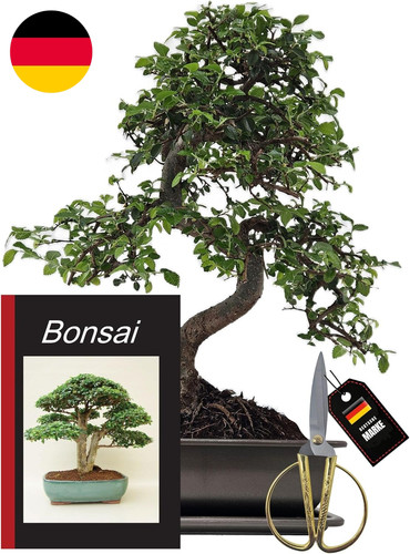 Bonsai starterset chinesische - bonsai-starterset,