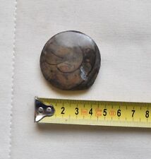 Versteinerter Ammonit |