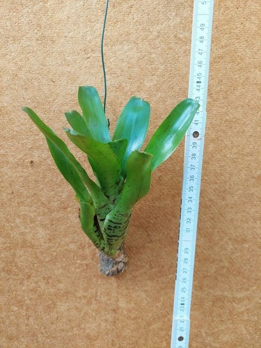 Neoregelia tigrina - neoregelia,