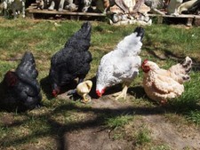 Huhn figur deko - figur, pickend