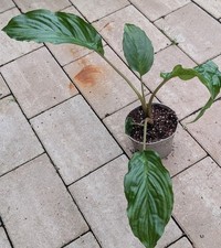 Fledermausblume Tacca