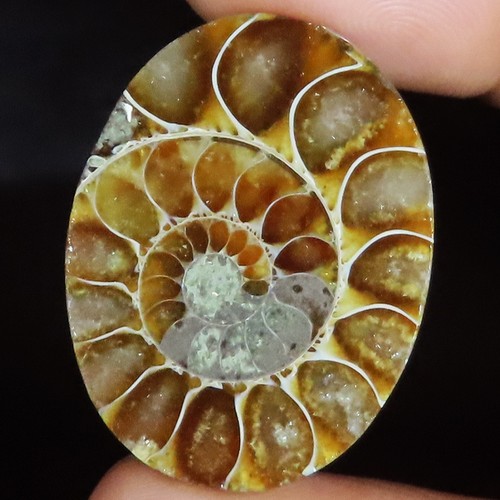 Natürlich ammonit fossil - ammonit,