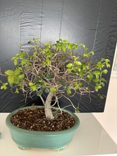 Bonsaibäume Indoor Bäume