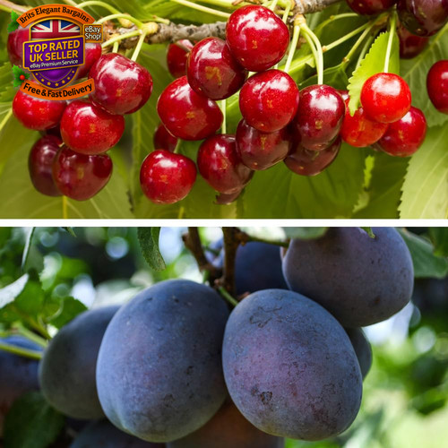 Cherry plum duo mini - cherry,