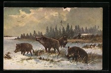 Künstler-AK M. Müller jun.: Wildschweine bei der Futtersuche im Winter 