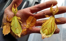phyllium philipinicum L3- L4