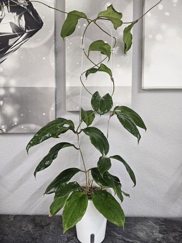 Heavenly hoya lambii - heavenly,