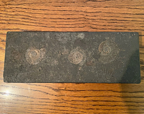 Ammonit tierfossil auf - ammonit,