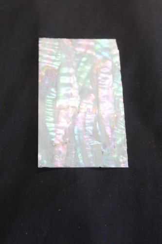 Awabi jap abalone - 'awabi',