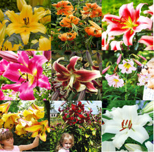 Lilienzwiebeln Baumlilie Riesen Asiatische Topflilie  Onion Zwiebeln Winterhart