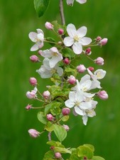 Winterharte apfelbaum - winterharte,