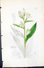 Alter Druck Epipactis