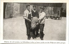 WW1 - Schlachthaus Schweine