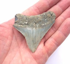 Shark tooth fossil - fossil, megalodon