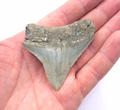 Haizahn fossil megalodon hai - haizahn,
