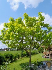 Catalpa bignonioides Aurea
